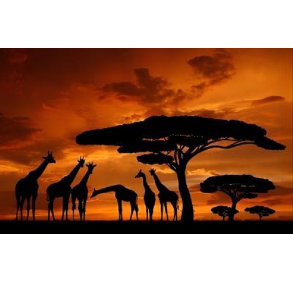 product-45288-d1b6a4f333d29993e0ea8672de519ef7