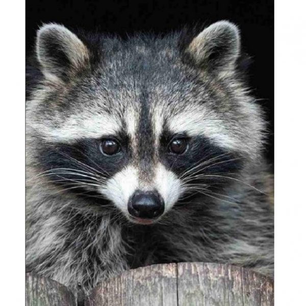 Набор для рисования по номерам Крыса (30*40) 70298